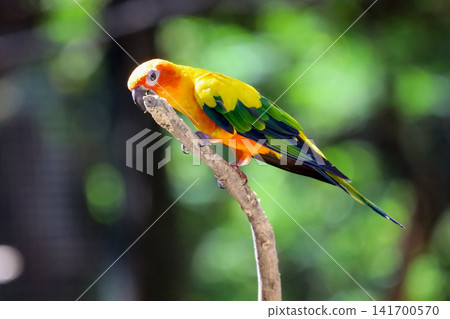 Sun Conure Parrot Perched on Branch with Vibrant Yellow Orange and Green Plumage in Tropical Forest Sun Conure Parrot Perched on Branch with Vibrant Yellow Orange and Green Plumage in Tropical Forest 141700570