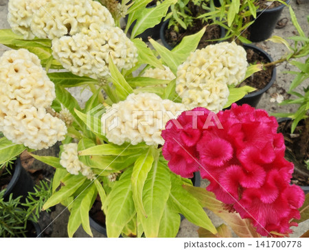 Beautiful White and Red Cockscomb Flowers Blooming in a Garden. Beautiful White and Red Cockscomb Flowers Blooming in a Garden. 141700778
