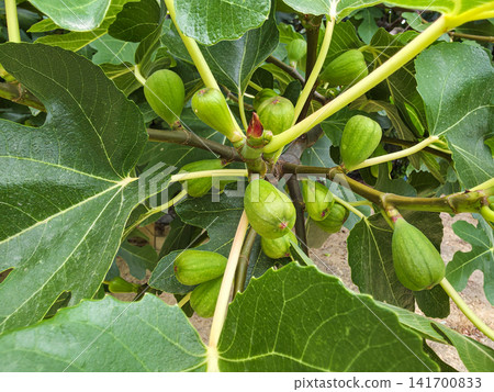Unripe green figs grow on a fig tree branch under bright natural sunlight in a sunny outdoor setting Unripe green figs grow on a fig tree branch under bright natural sunlight in a sunny outdoor setting 141700833