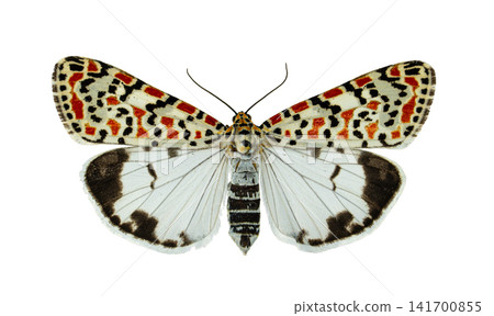 Detailed macro view of a Crimson speckled moth showing red and black spots on white forewings isolated on white background Detailed macro view of a Crimson speckled moth showing red and black spots on white forewings isolated on white background 141700855