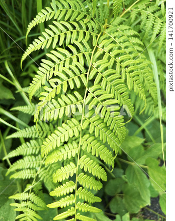 多彩的蕨類植物 多彩的蕨類植物 141700921
