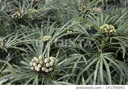 Variety of evergreen trees in pots at garden market Variety of evergreen trees in pots at garden market 141700991