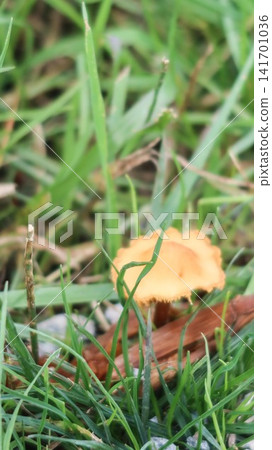 close up of Cluster of orange-brown mushrooms growing naturally in green grass. One mushroom gill structure while others remain closed or partially open, with copy space. close up of Cluster of orange-brown mushrooms growing naturally in green grass. One mushroom gill structure while others remain closed or partially open, with copy space. 141701036