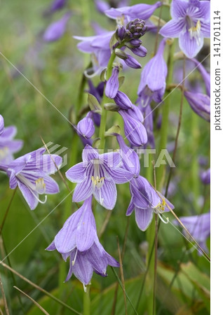 Hostas blooming in the grassland Hostas blooming in the grassland 141701114
