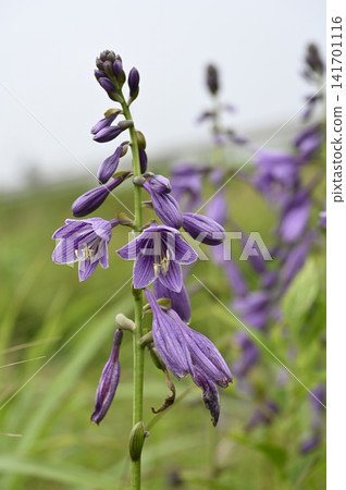 Hostas blooming in the grassland Hostas blooming in the grassland 141701116