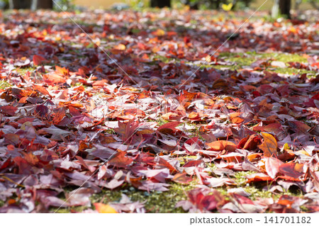 A park filled with red fallen leaves. Sunlight streaming in. A park filled with red fallen leaves. Sunlight streaming in. 141701182