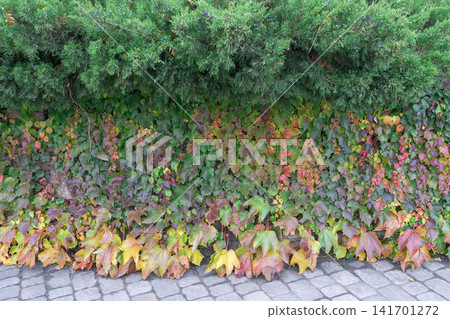 Green plants and fallen leaves along a stone path Green plants and fallen leaves along a stone path 141701272