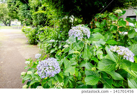 A scene of beautiful pale purple hydrangeas blooming along the walking paths and promenades of a park in early summer. A scene of beautiful pale purple hydrangeas blooming along the walking paths and promenades of a park in early summer. 141701456