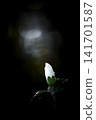 White flower buds illuminated against the darkness and copy space 141701587