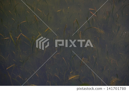 水生植物 水生植物 141701780