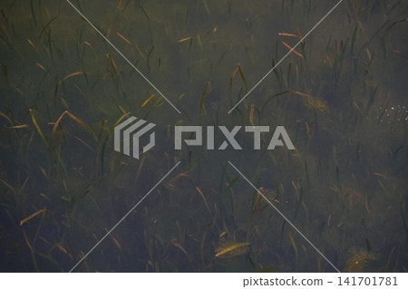 水生植物 水生植物 141701781