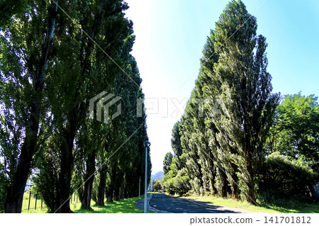 [Hokkaido] Early autumn in Sapporo: The Heisei Poplar Avenue at Hokkaido University under a clear sky 141701812