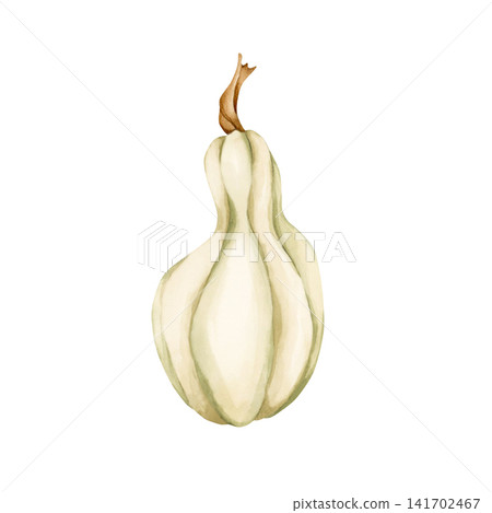 White Pumpkin Gourd. Autumn garden vegetable. Watercolor hand drawn floral food illustration isolated on white background for fall design home kitchen textile cozy prints porcelain crockery package 141702467
