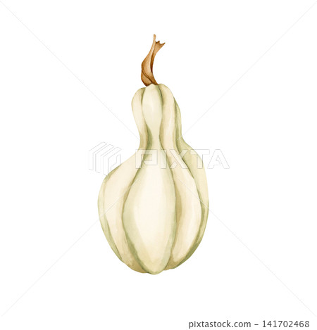 White Pumpkin Gourd. Autumn garden vegetable. Watercolor hand drawn floral food illustration isolated on white background for fall design home kitchen textile cozy prints porcelain crockery package 141702468