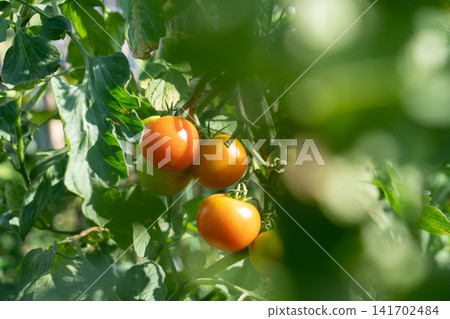 在自家花園種植七月會變紅的中等大小的番茄 141702484
