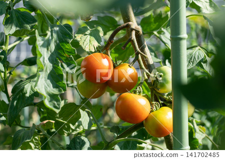 Growing medium-sized tomatoes that turn red (July) in a home garden Growing medium-sized tomatoes that turn red (July) in a home garden 141702485