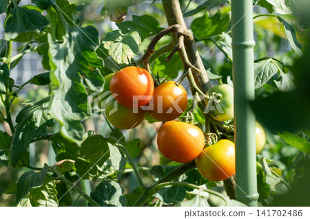 Growing medium-sized tomatoes that turn red (July) in a home garden Growing medium-sized tomatoes that turn red (July) in a home garden 141702486