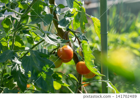 Growing medium-sized tomatoes that turn red (July) in a home garden Growing medium-sized tomatoes that turn red (July) in a home garden 141702489