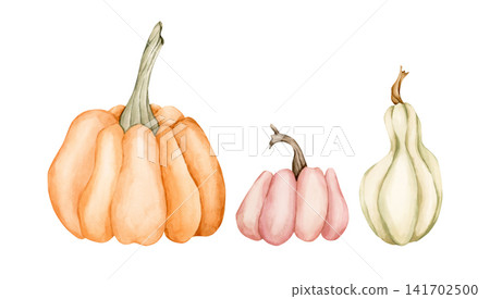 Cute Pumpkin Gourd Set. Autumn garden vegetable. Watercolor hand drawn floral food illustration isolated on white background for fall design home kitchen textile cozy print porcelain crockery package Cute Pumpkin Gourd Set. Autumn garden vegetable. Watercolor hand drawn floral food illustration isolated on white background for fall design home kitchen textile cozy print porcelain crockery package 141702500