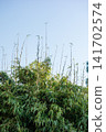 Under a clear blue sky, the slender bamboo stalks have grown exceptionally tall. 141702574