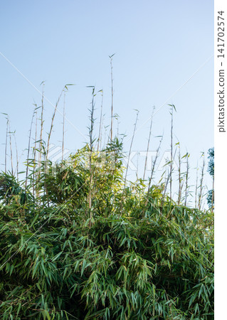 Under a clear blue sky, the slender bamboo stalks have grown exceptionally tall. Under a clear blue sky, the slender bamboo stalks have grown exceptionally tall. 141702574