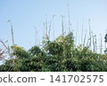 Under a clear blue sky, the slender bamboo stalks have grown exceptionally tall. 141702575