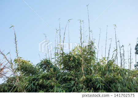 Under a clear blue sky, the slender bamboo stalks have grown exceptionally tall. 141702575