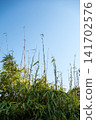 Under a clear blue sky, the slender bamboo stalks have grown exceptionally tall. 141702576
