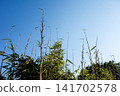 Under a clear blue sky, the slender bamboo stalks have grown exceptionally tall. 141702578