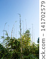 Under a clear blue sky, the slender bamboo stalks have grown exceptionally tall. 141702579