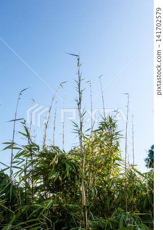 Under a clear blue sky, the slender bamboo stalks have grown exceptionally tall. Under a clear blue sky, the slender bamboo stalks have grown exceptionally tall. 141702579