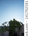 The sun shines brightly in the clear blue sky, and weeping cherry blossoms are illuminated by the sunlight. 141702581