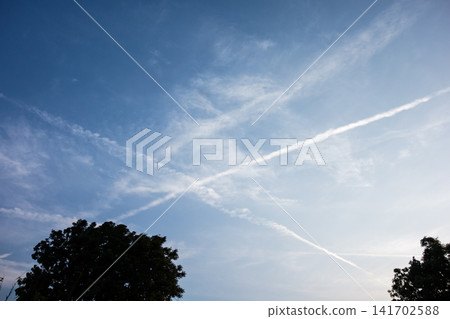 在湛藍的天空下，纖細的竹竿長得格外高大。 141702588