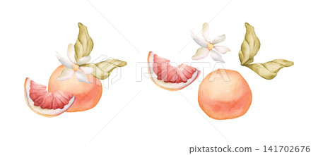 Grapefruit summer citrus fruits. Watercolor hand drawn floral food illustration isolated on white background for home kitchen textile fresh fabric print card cosmetic package porcelain crockery label Grapefruit summer citrus fruits. Watercolor hand drawn floral food illustration isolated on white background for home kitchen textile fresh fabric print card cosmetic package porcelain crockery label 141702676