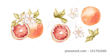 Grapefruit summer citrus fruits. Watercolor hand drawn floral food illustration isolated on white background for home kitchen textile fresh fabric print card cosmetic package porcelain crockery label Grapefruit summer citrus fruits. Watercolor hand drawn floral food illustration isolated on white background for home kitchen textile fresh fabric print card cosmetic package porcelain crockery label 141702680