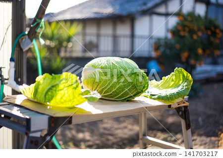 Fresh Chinese cabbage basking in the sunlight Fresh Chinese cabbage basking in the sunlight 141703217
