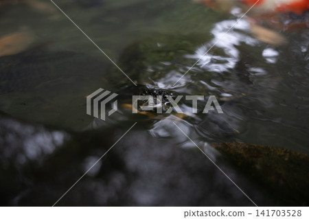 Turtle showing its face on the surface of the water Turtle showing its face on the surface of the water 141703528
