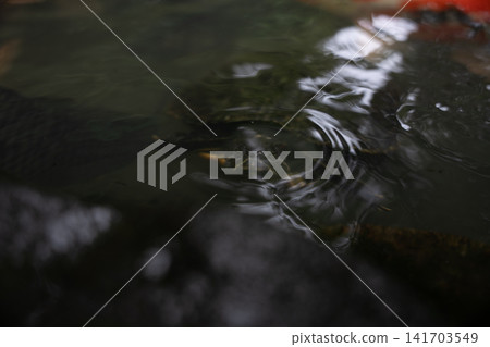 A turtle emerges from the water's surface. A turtle emerges from the water's surface. 141703549
