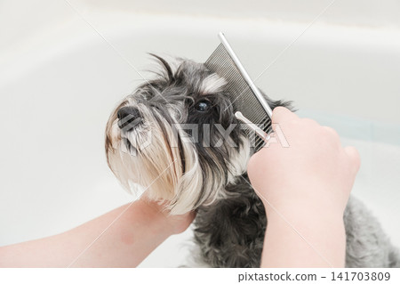 Groomer combing a miniature schnauzer dog's head with a metal comb Groomer combing a miniature schnauzer dog's head with a metal comb 141703809