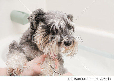 A miniature schnauzer patiently waits as its front paw fur is trimmed with scissors. 141703814