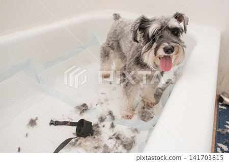 A happy miniature schnauzer standing in a bathtub covered with pee pads and trimmed hair. A happy miniature schnauzer standing in a bathtub covered with pee pads and trimmed hair. 141703815
