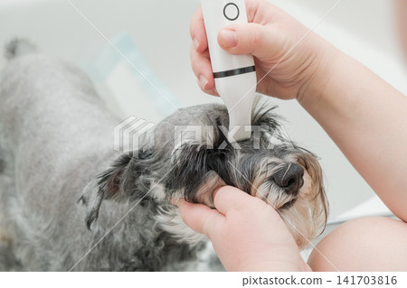 A person using a small white trimmer to groom the face and eyebrows of a miniature schnauzer dog 141703816