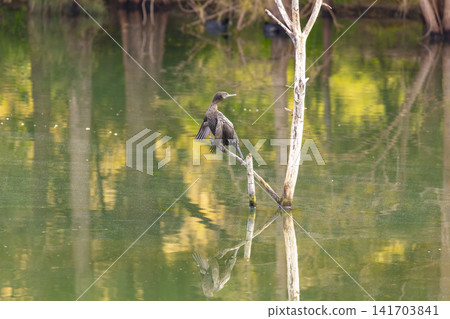 A Cormorant waterbird enjoying the sunshine in the Blue Mountains A Cormorant waterbird enjoying the sunshine in the Blue Mountains 141703841