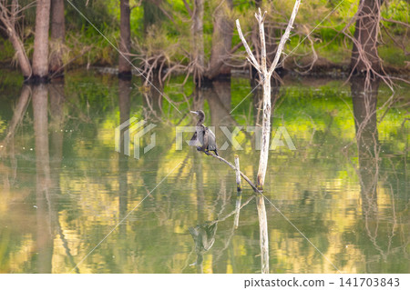 A Cormorant waterbird enjoying the sunshine in the Blue Mountains A Cormorant waterbird enjoying the sunshine in the Blue Mountains 141703843