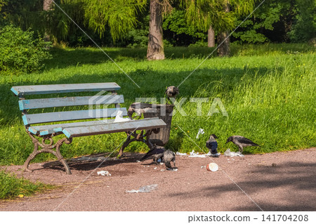 Flock of hooded crows rummaging through a park trash can and littering on the path next to a wooden bench. Flock of hooded crows rummaging through a park trash can and littering on the path next to a wooden bench. 141704208