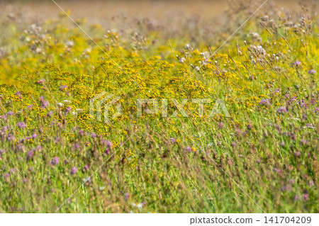 Soft artistic double exposure of autumn field in warm golden light. Soft artistic double exposure of autumn field in warm golden light. 141704209