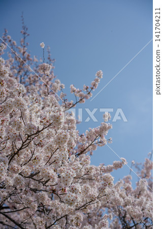 盛開的櫻花在藍天中閃耀 盛開的櫻花在藍天中閃耀 141704211