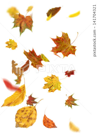 Floating colorful autumn foliage isolated on white background. Seasonal leaves drift across white background with soft motion blur and natural movement. 141704321