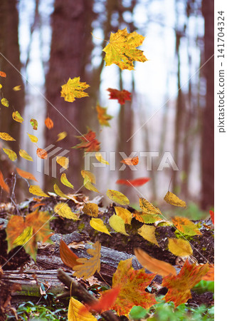 Autumn fall concept with colorful falling leaves. Autumn landscape with colorful fall foliage in freefall. Divine fall forest with yellow colorful leaves. Autumn fall concept with colorful falling leaves. Autumn landscape with colorful fall foliage in freefall. Divine fall forest with yellow colorful leaves. 141704324
