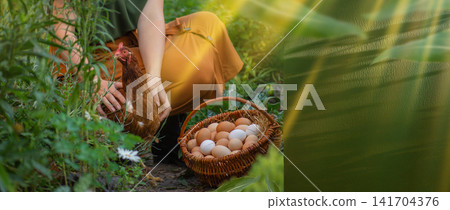 Woman with chicken and basket of fresh eggs near rustic chicken coop hen house. Woman farmer displays laying hen and basket of eggs beside poultry coop in countryside. Background with copyspace. Woman with chicken and basket of fresh eggs near rustic chicken coop hen house. Woman farmer displays laying hen and basket of eggs beside poultry coop in countryside. Background with copyspace. 141704376